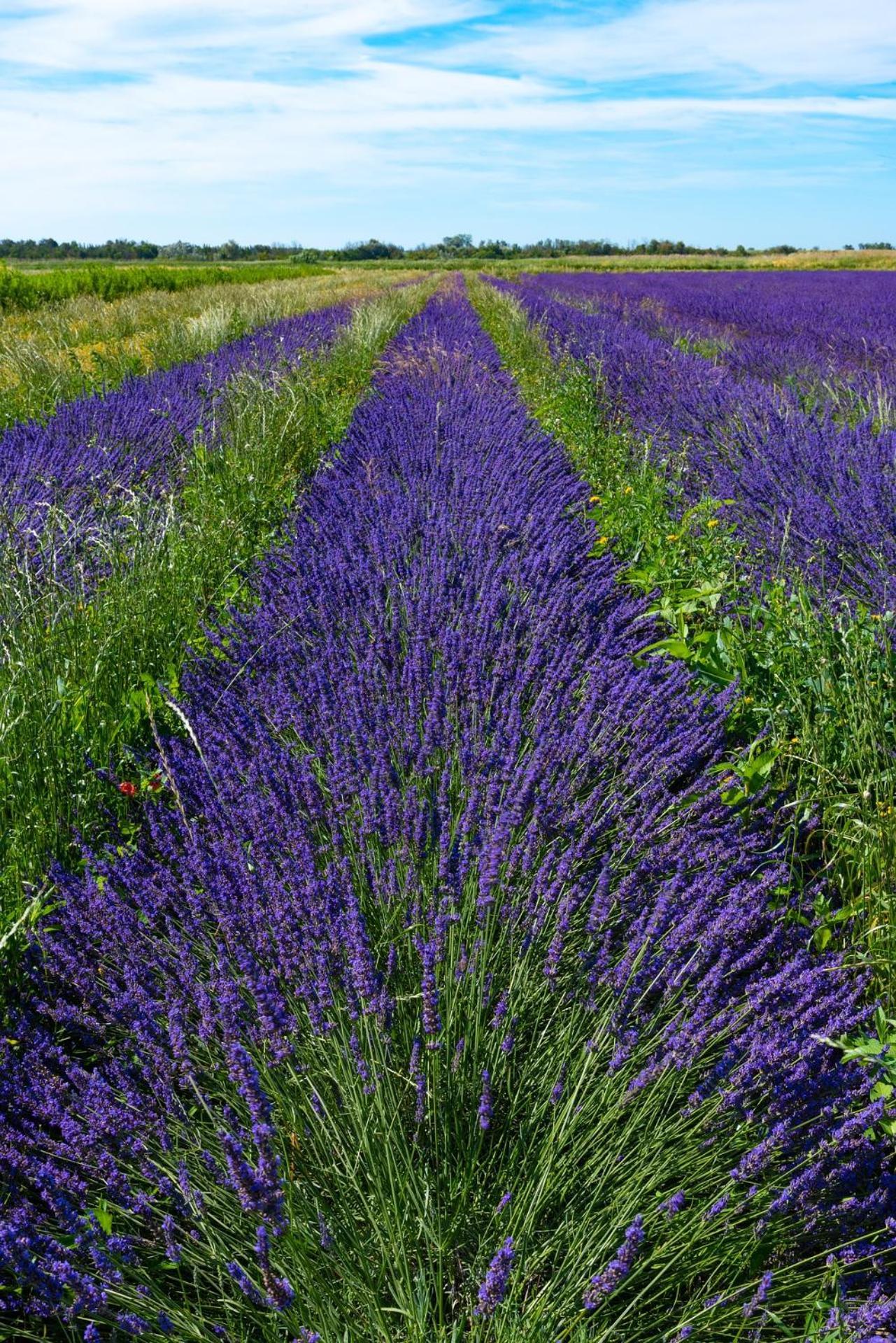 Le Campagne Villa Beaucaire  Kültér fotó